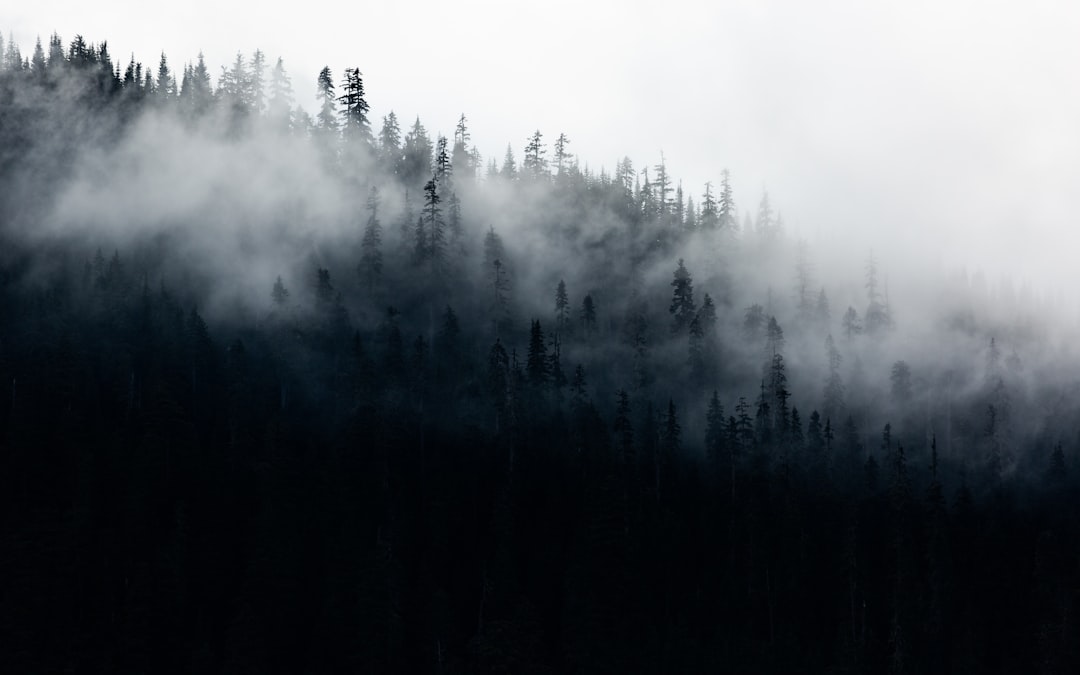 green trees surrounded by fog